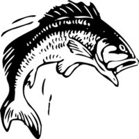 Maitland Valley Fishing Charters
